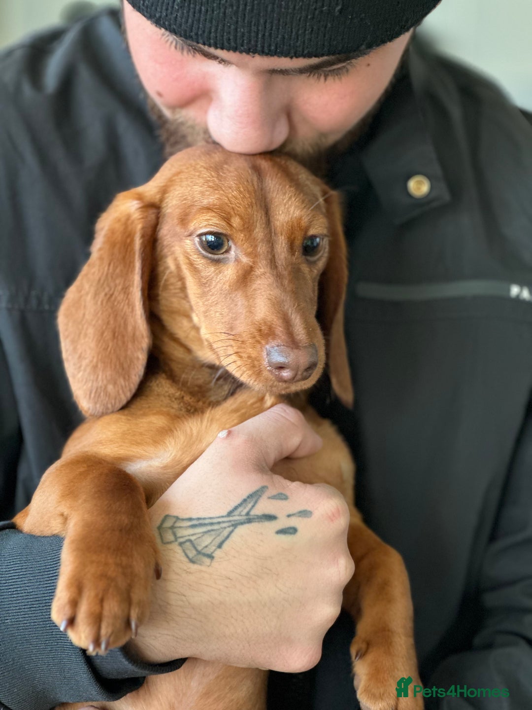 Dachshund dogs for sale: Our beautiful Foxy is looking for a family - Advert 5