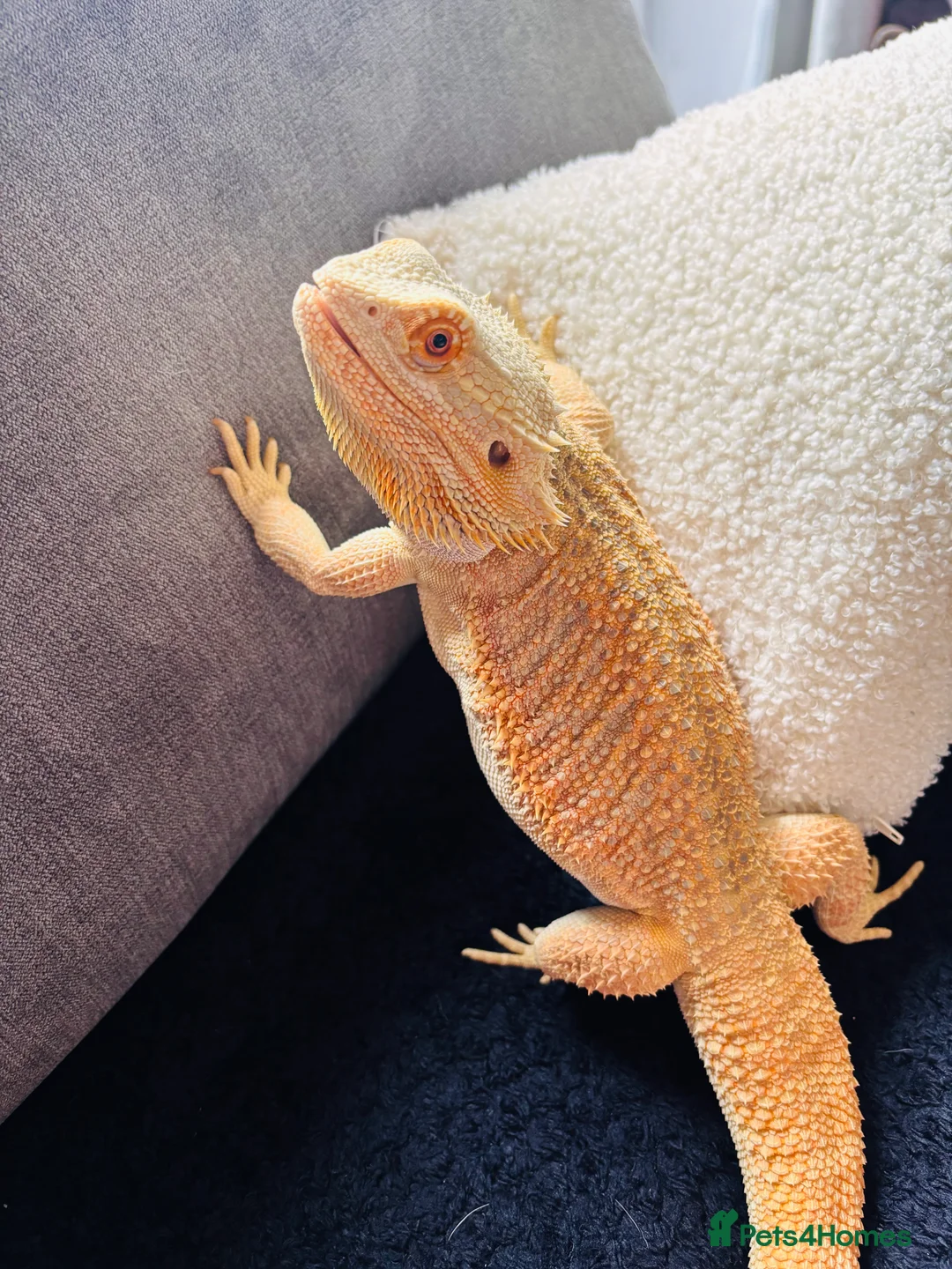 Bearded Dragon reptiles for sale: Male Bearded Dragon  - Advert 2