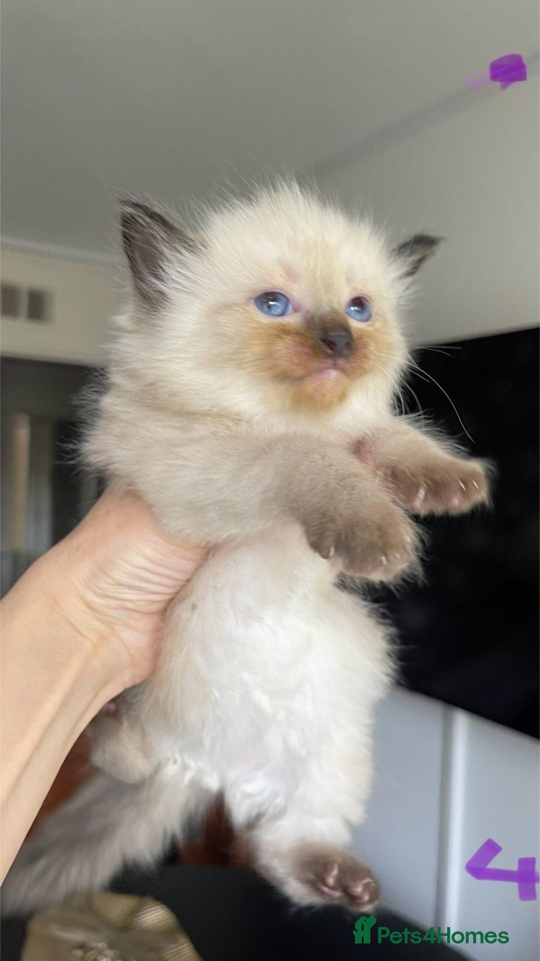 Ragdoll cats for sale: ragdoll kittens  - Image 6