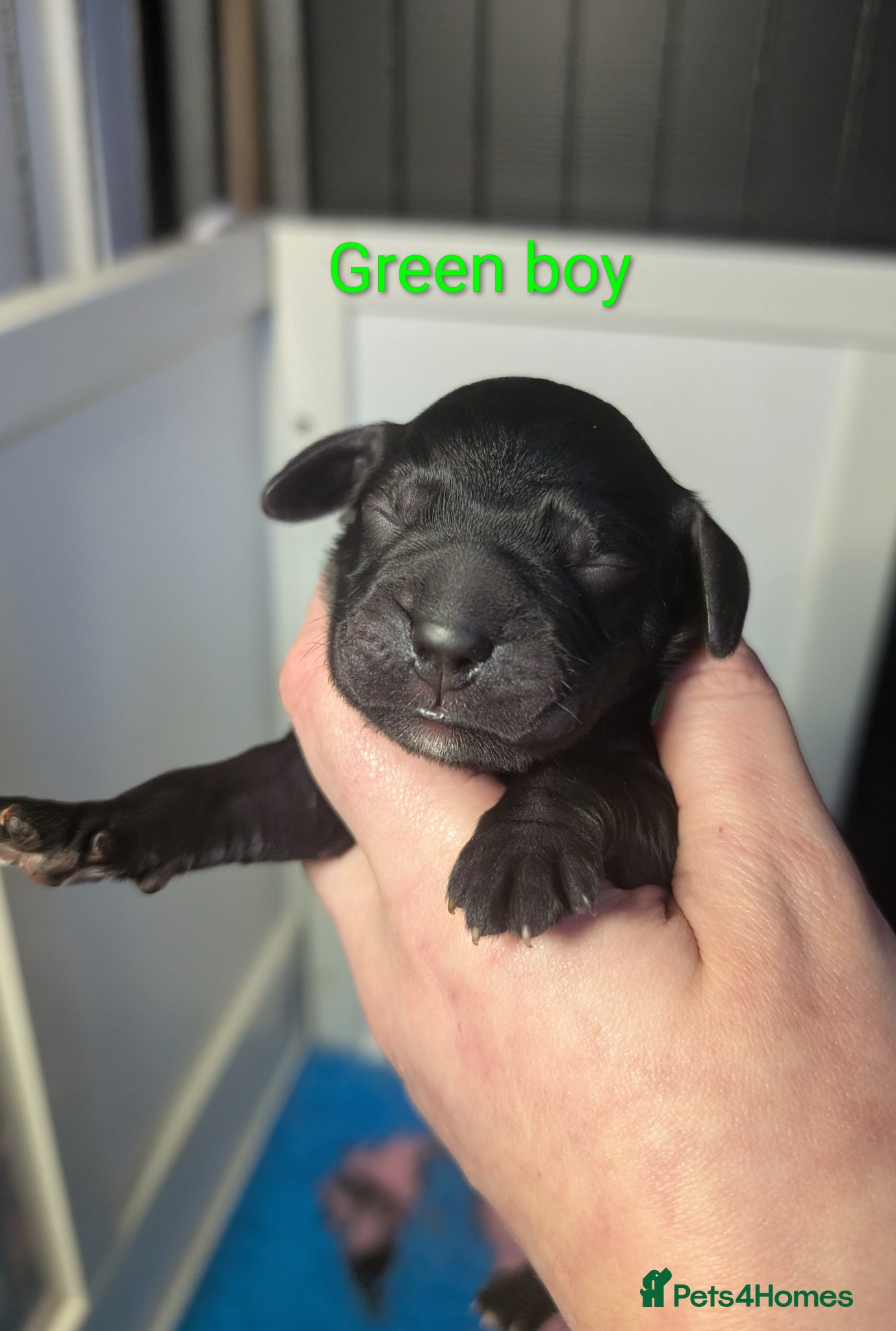 Cocker Spaniel dogs Our stunning cocker pups have arrived! - Advert 17