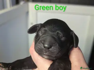 Cocker Spaniel dogs Our stunning cocker pups have arrived! - Advert 17