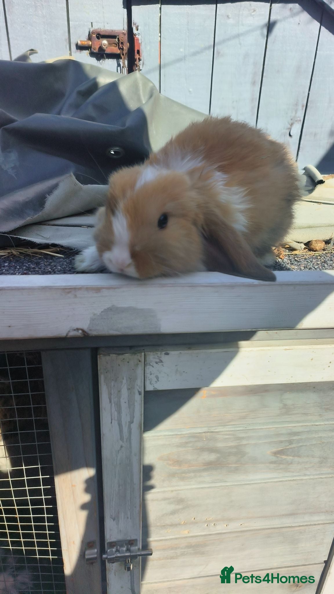 Mini Lop rabbits three x mini lop bucks - Advert 15