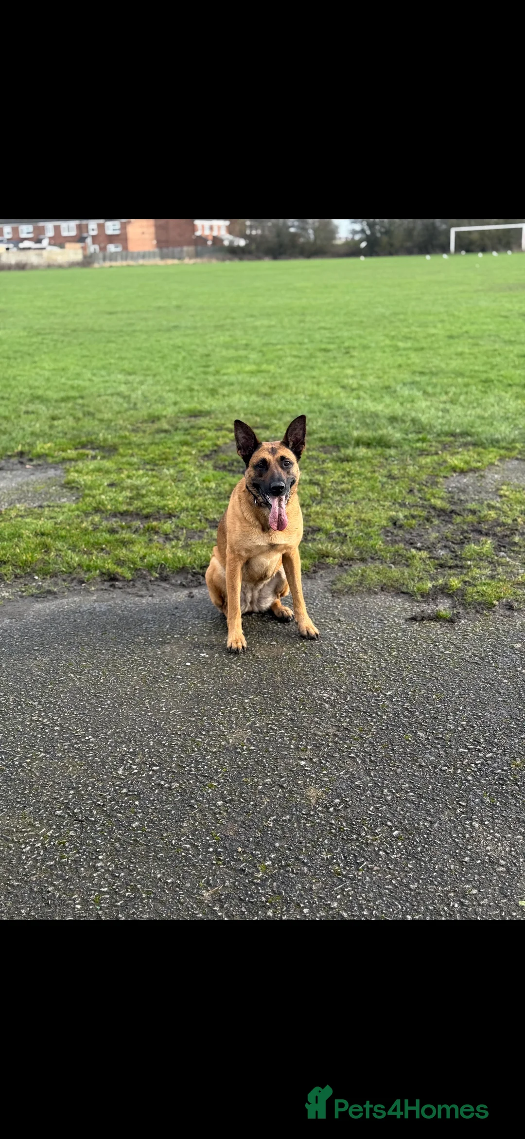 Mixed Breed dogs for sale: Miss Jamie and full Starter Kit - Advert 6