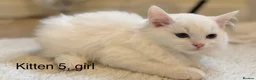 Siberian cats for sale: Beautiful Blue-Eyed Siberian Kittens - Advert 17