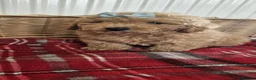 Cavapoo dogs for sale: Beautiful cavapoo puppies  - Advert 13