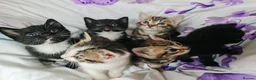 Mixed Breed cats for sale: Adorable & Playful Kittens Raised with Kids  - Advert 8