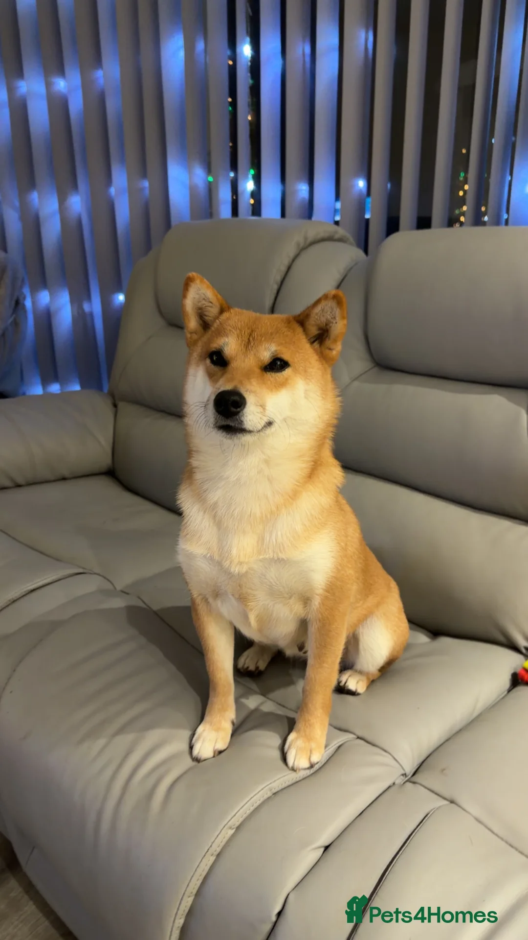 Japanese Shiba Inu dogs for sale: Japanese Shiba Inu  - Advert 8