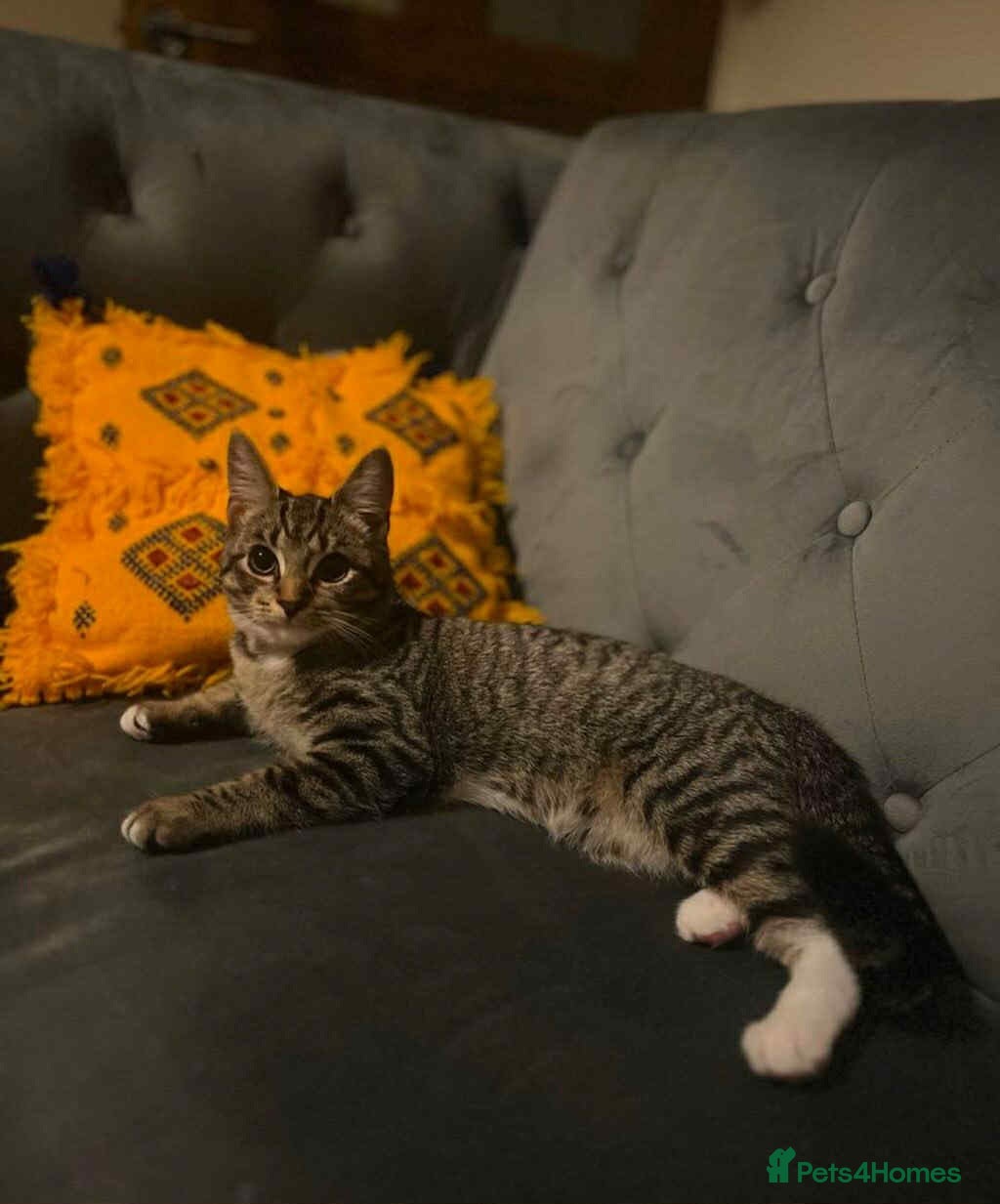 Domestic Shorthair cats Kittens looking for new homes - Advert 16