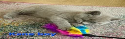 British Shorthair cats for sale: Gorgeous British shorthair kittens - Advert 21