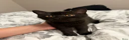 British Shorthair cats for sale: Gccf British shorthair kittens  - Advert 2