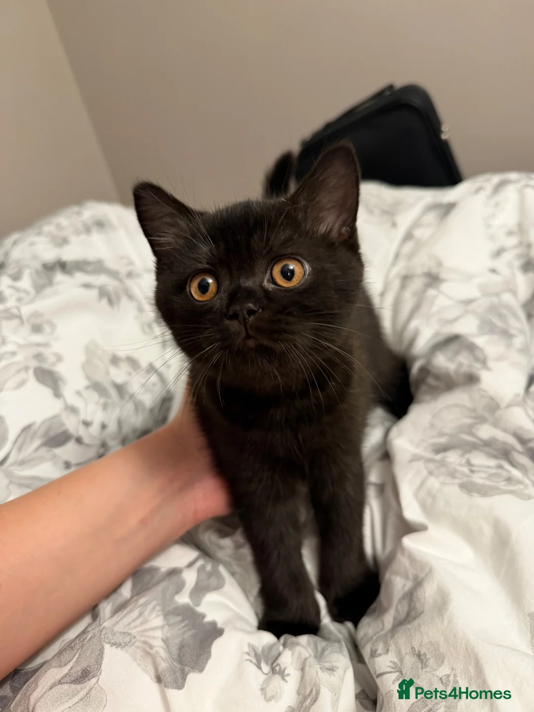 British Shorthair cats for sale: Gccf British shorthair kittens  - Advert 2
