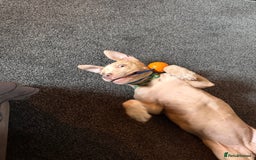 Mixed Breed dogs for sale: Sandy - Advert 11