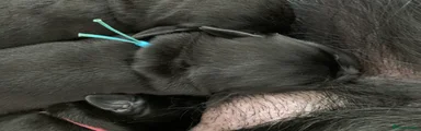 Mr Light Blue