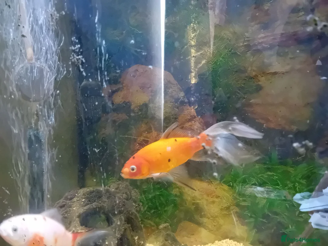 Koi Carp fish for sale: 3 koi carp for sale and 3 goldfish in Rossendale - Advert 6