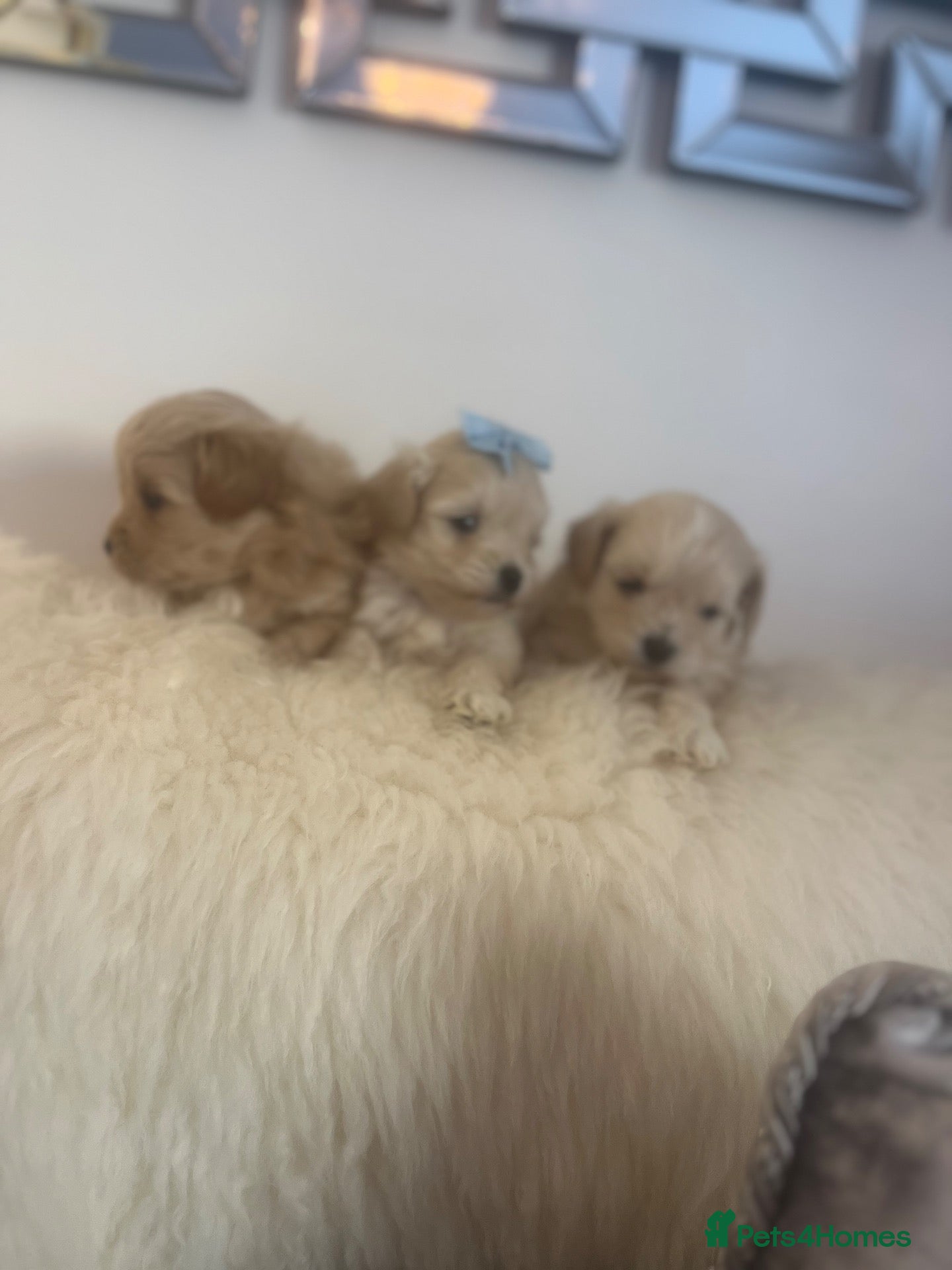 Maltipoo dogs OUTSTANDING TOY/KOREAN MALTIPOOS  - Advert 2