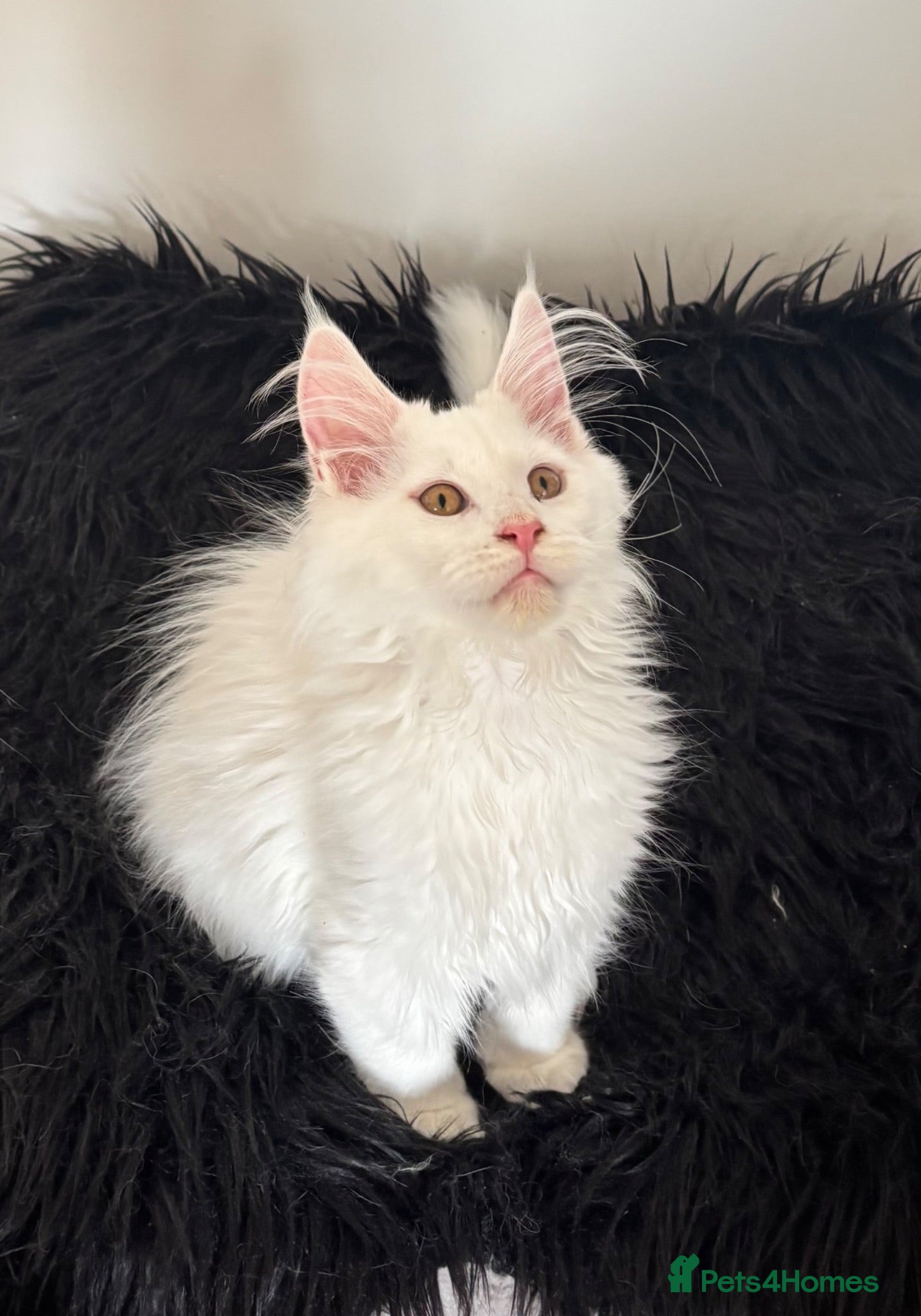 Maine Coon cats Gorgeous, XXL Russian Maine Coon kittens - Advert 2