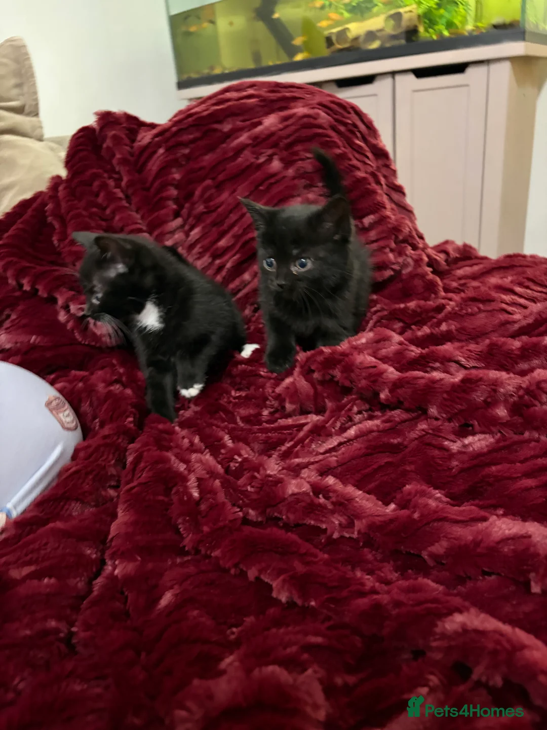 Mixed Breed cats for sale: Mixed breed kittens Mum ragdoll  - Advert 5
