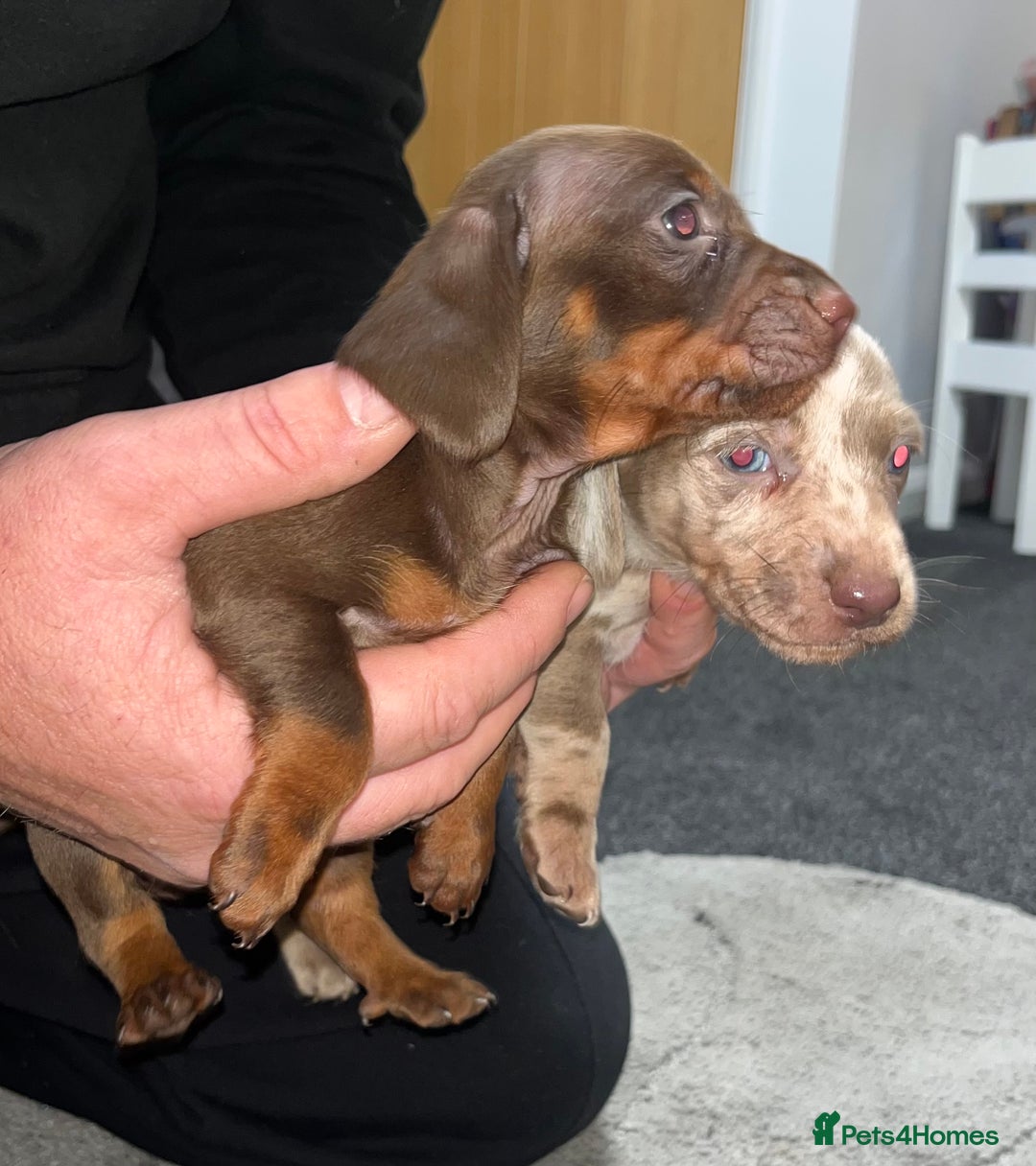 Dachshund dogs for sale: Dachund puppies for sale! - Advert 9