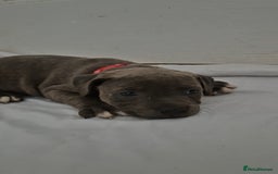 Staffordshire Bull Terrier dogs for sale: Blue Staffs £1,100 Deposit is £245 - Image 16
