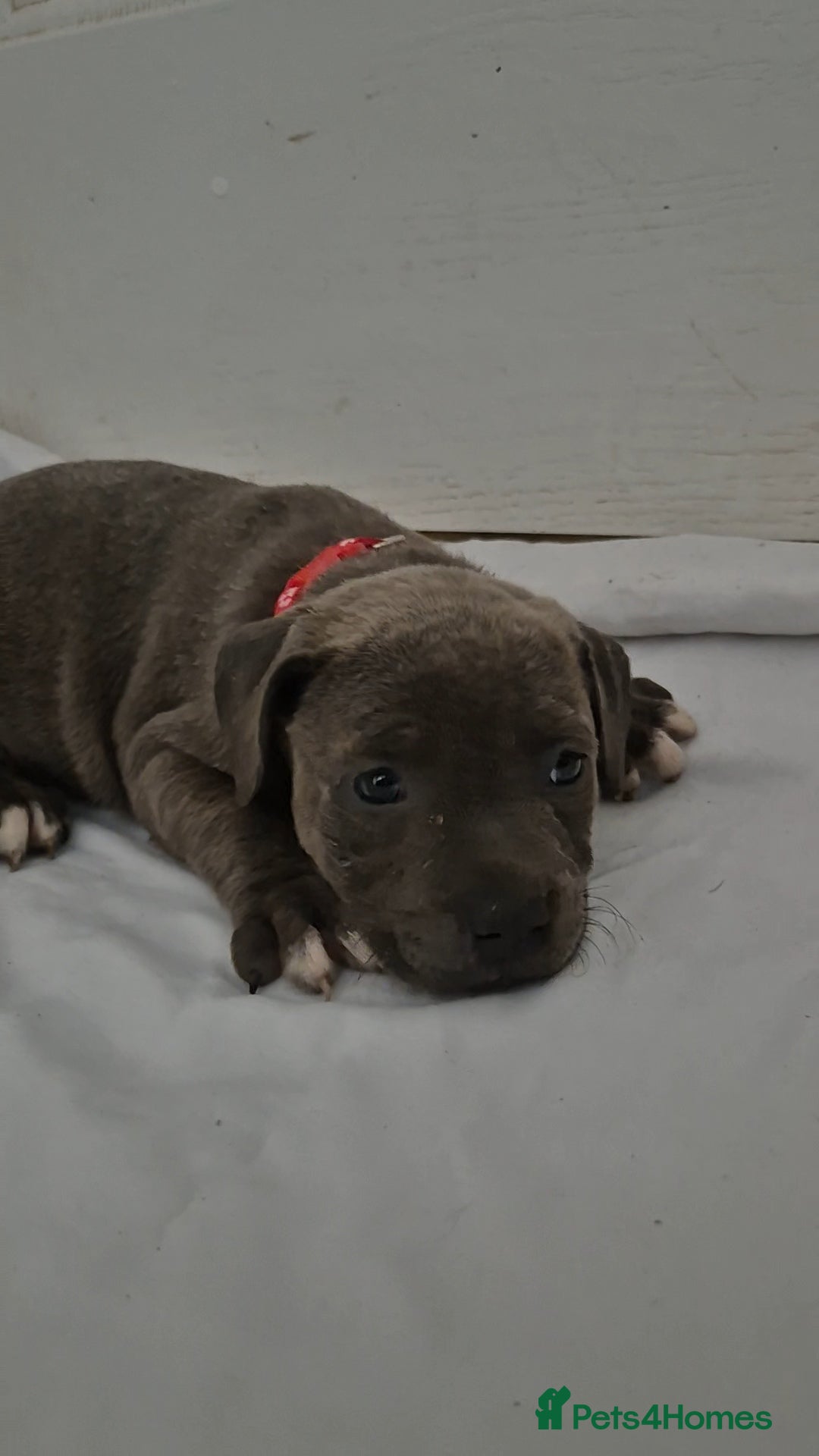 Staffordshire Bull Terrier dogs for sale: Blue Staffs £1,100 Deposit is £245 - Image 16