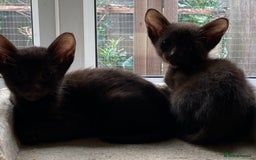 Suffolk cats for sale: Suffolk Chocolate Female Kitten - Advert 5