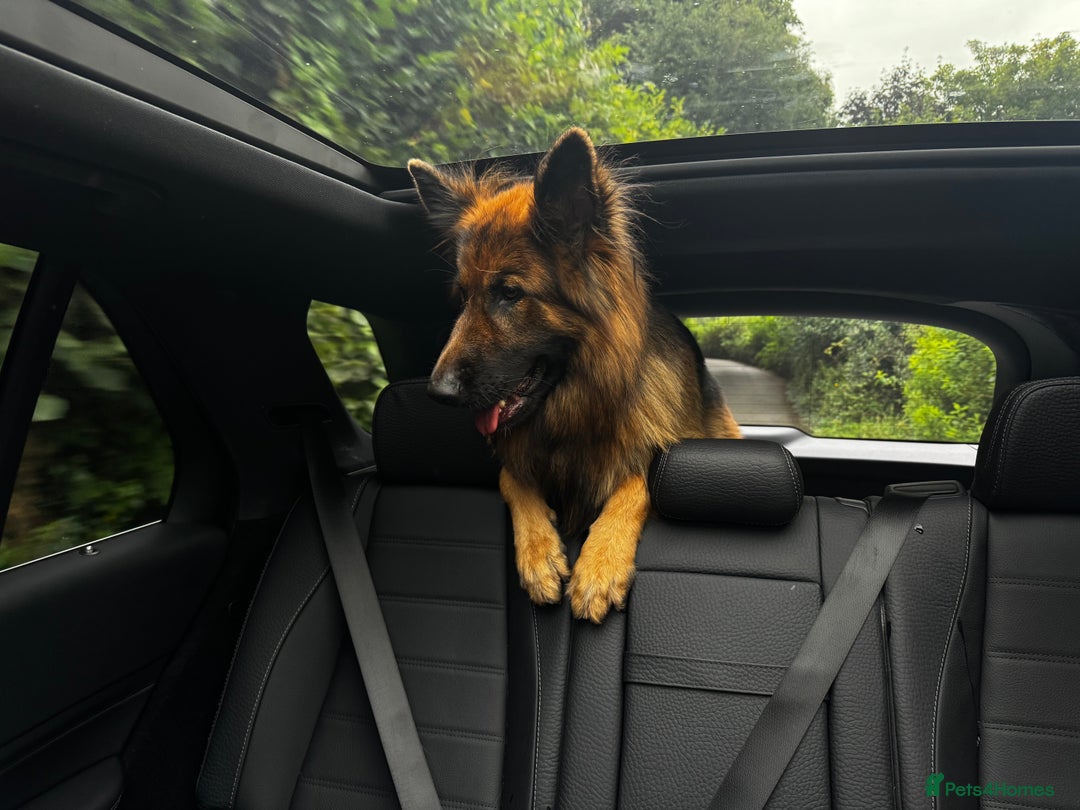 German Shepherd dogs for stud: Stud Available – Long-Haired German Shepherd - Advert 3