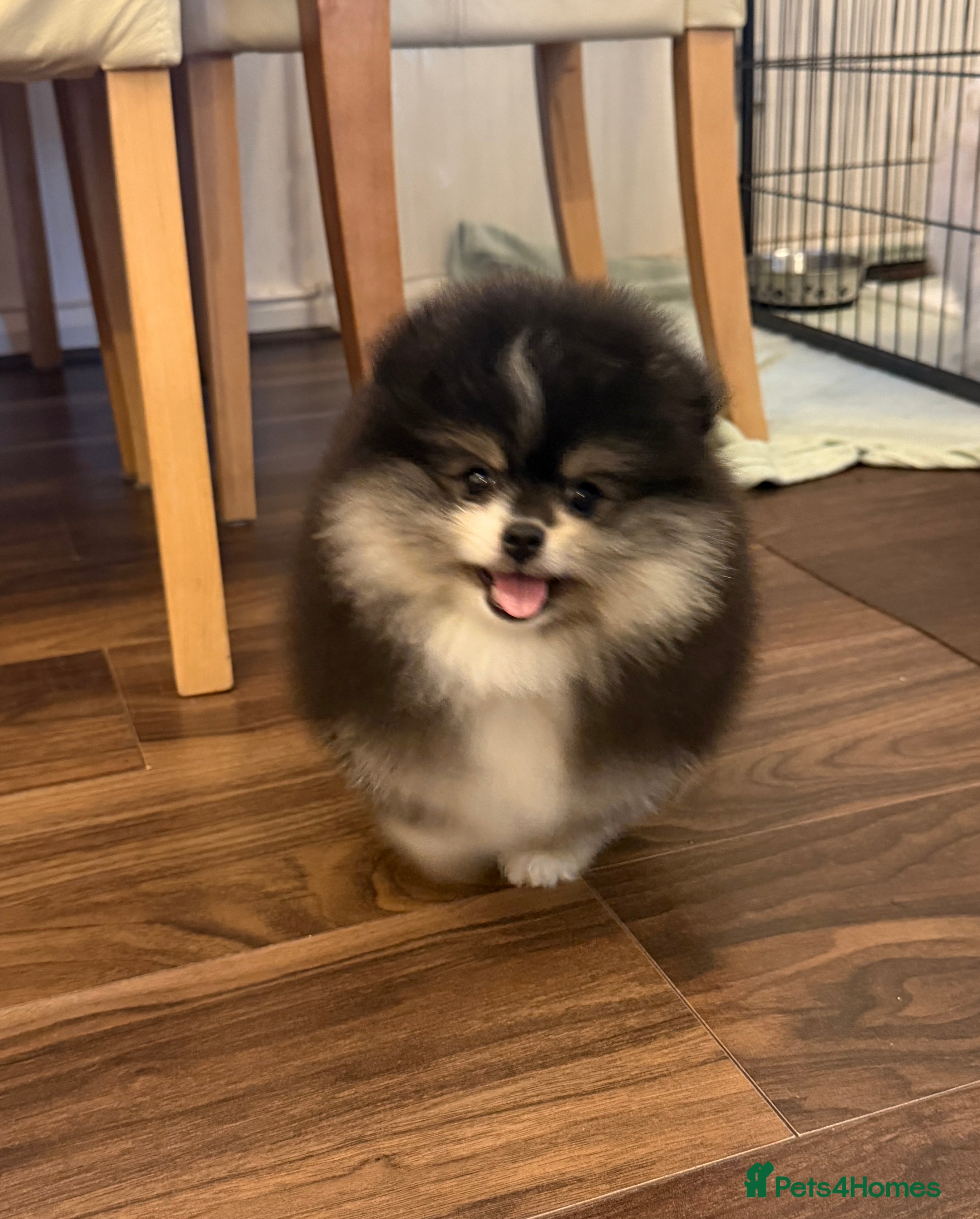 Pomeranian dogs Black & Tan Pomeranian puppy  - Advert 6
