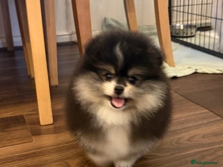 Pomeranian dogs Black & Tan Pomeranian puppy - Advert 3