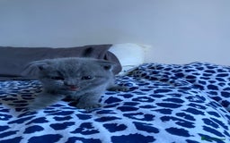 Scottish Fold cats for sale: Scottish Fold kittens for sale 3 Girls 2 Boys  - Advert 19