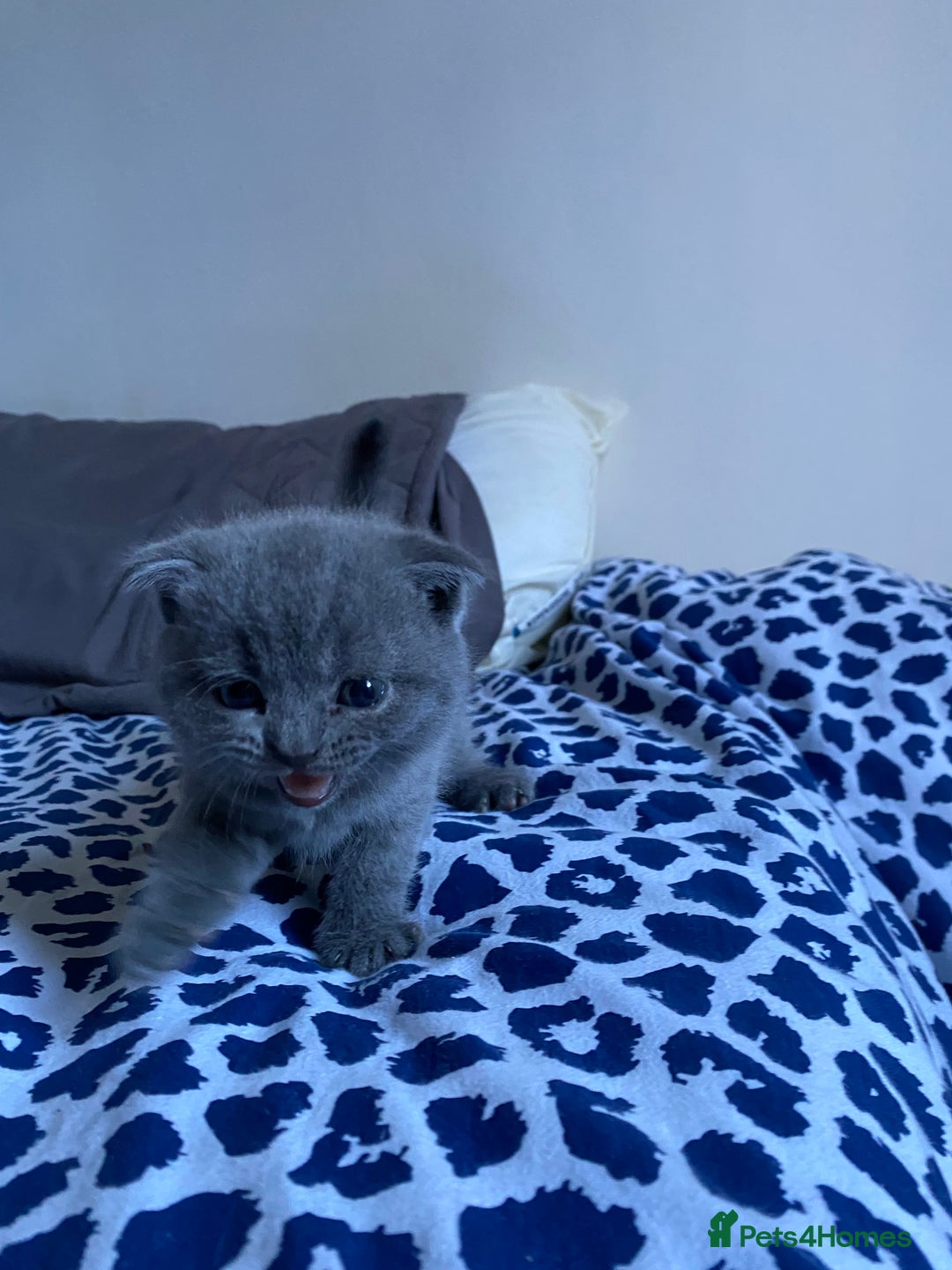 Scottish Fold cats for sale: Scottish Fold kittens for sale 3 Girls 2 Boys  - Advert 19