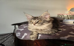 Maine Coon cats for sale: Last Pedigree Maine coon girl READY TO LEAVE  - Image 1
