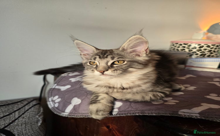 Maine Coon cats - Advert 6