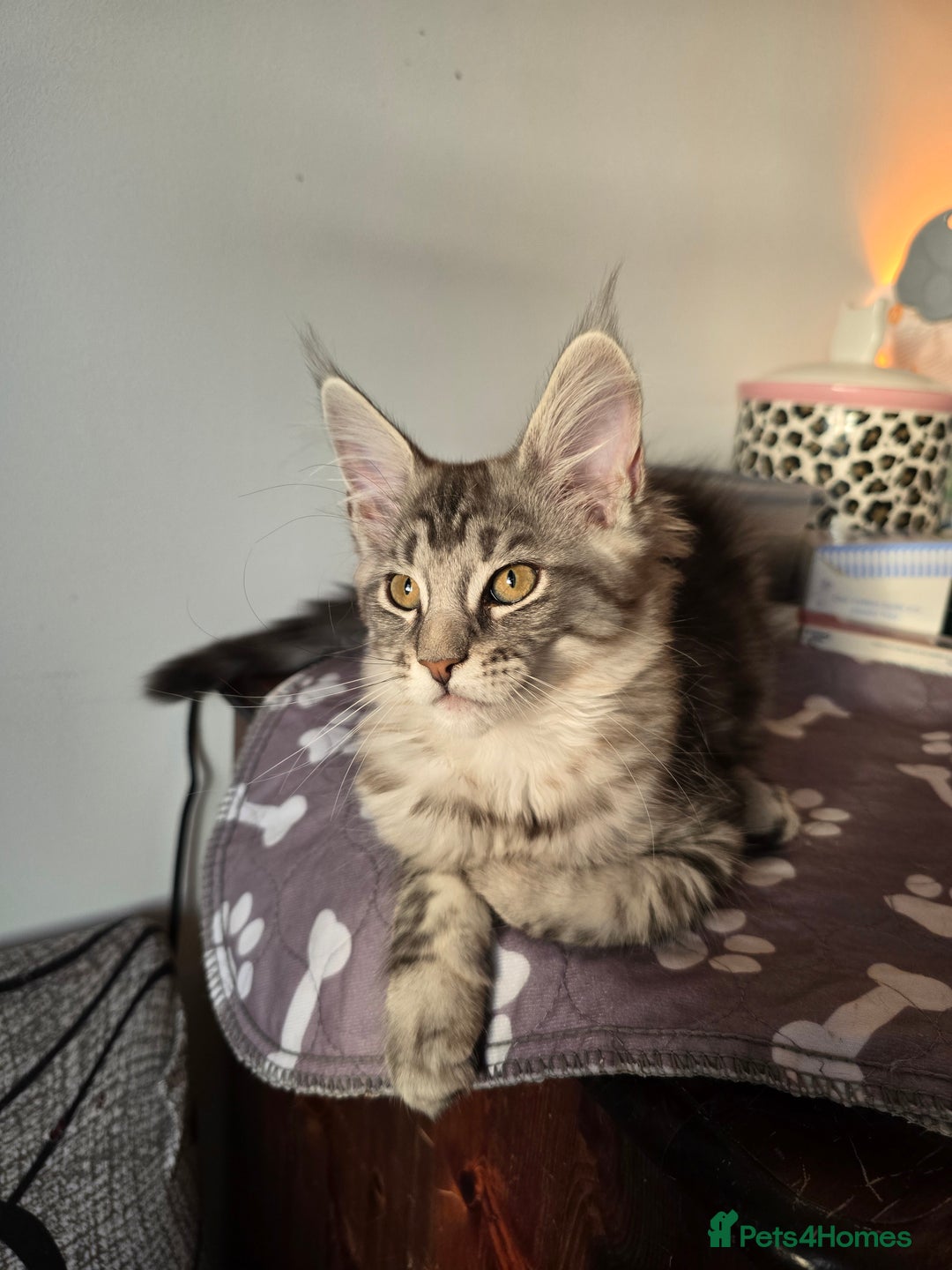 Maine Coon cats for sale: Last Pedigree Maine coon girl READY TO LEAVE  - Image 1