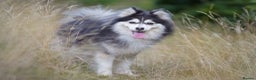 Pomsky dogs for stud: F2 Rare Blue/White Pomsky Proven Stud-US Import in Leeds - Advert 9