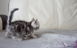 British Shorthair cats for sale: STUNNING British Shorthair Kittens Silver Tabbies - Image 16