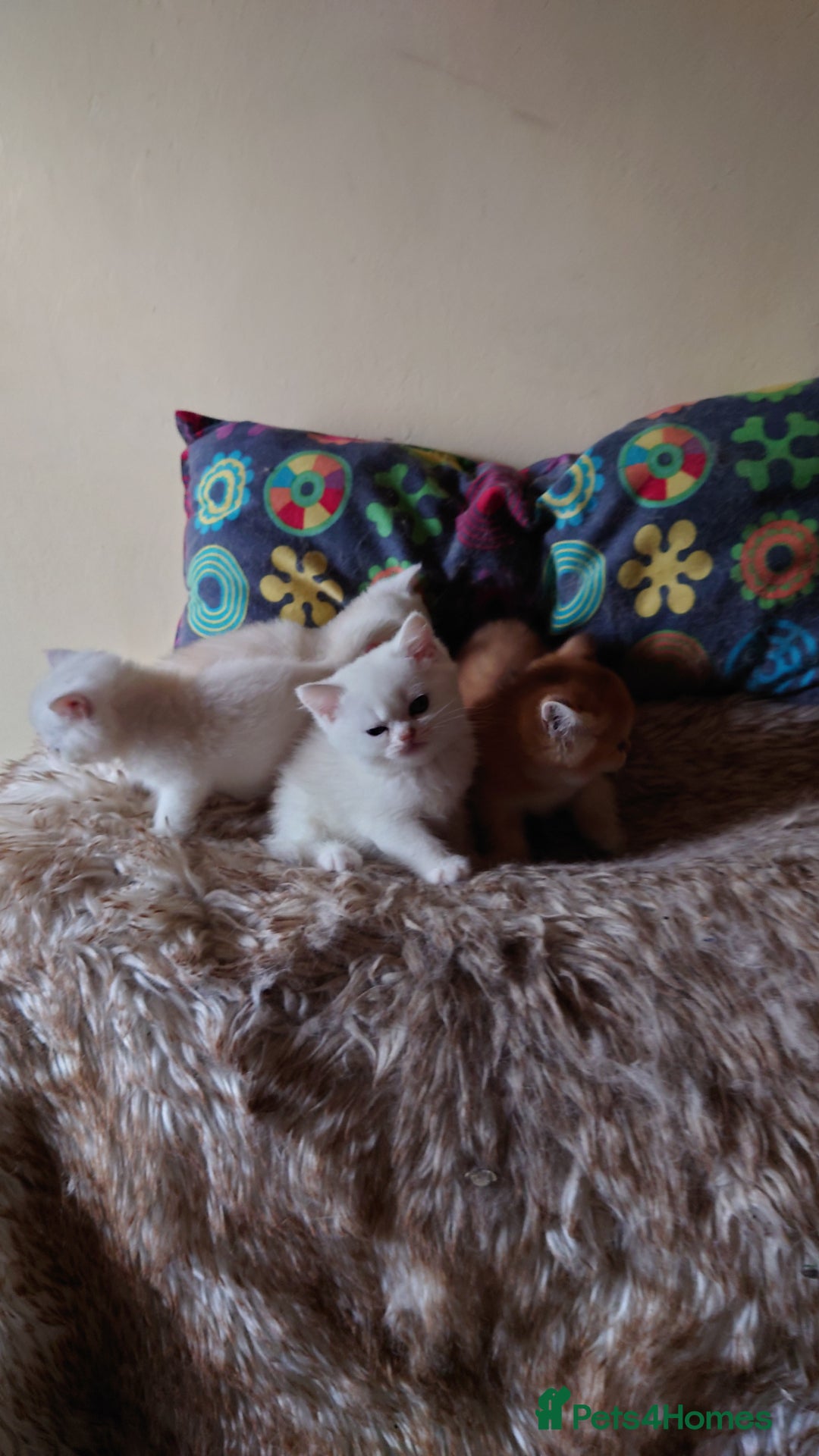 British Shorthair cats for sale: British Short Hair BSH kittens - Image 1