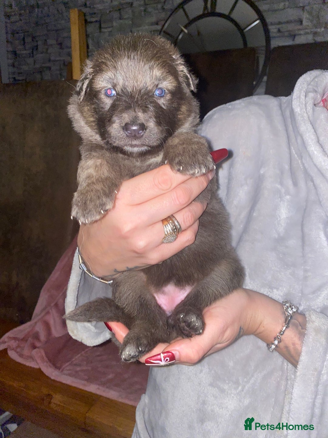 German Shepherd dogs for sale: Blue eyed long hair, blue German shepherds - Advert 8