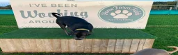 Cane Corso dogs for sale: 2x Cane Corso For Rehoming - Advert 4