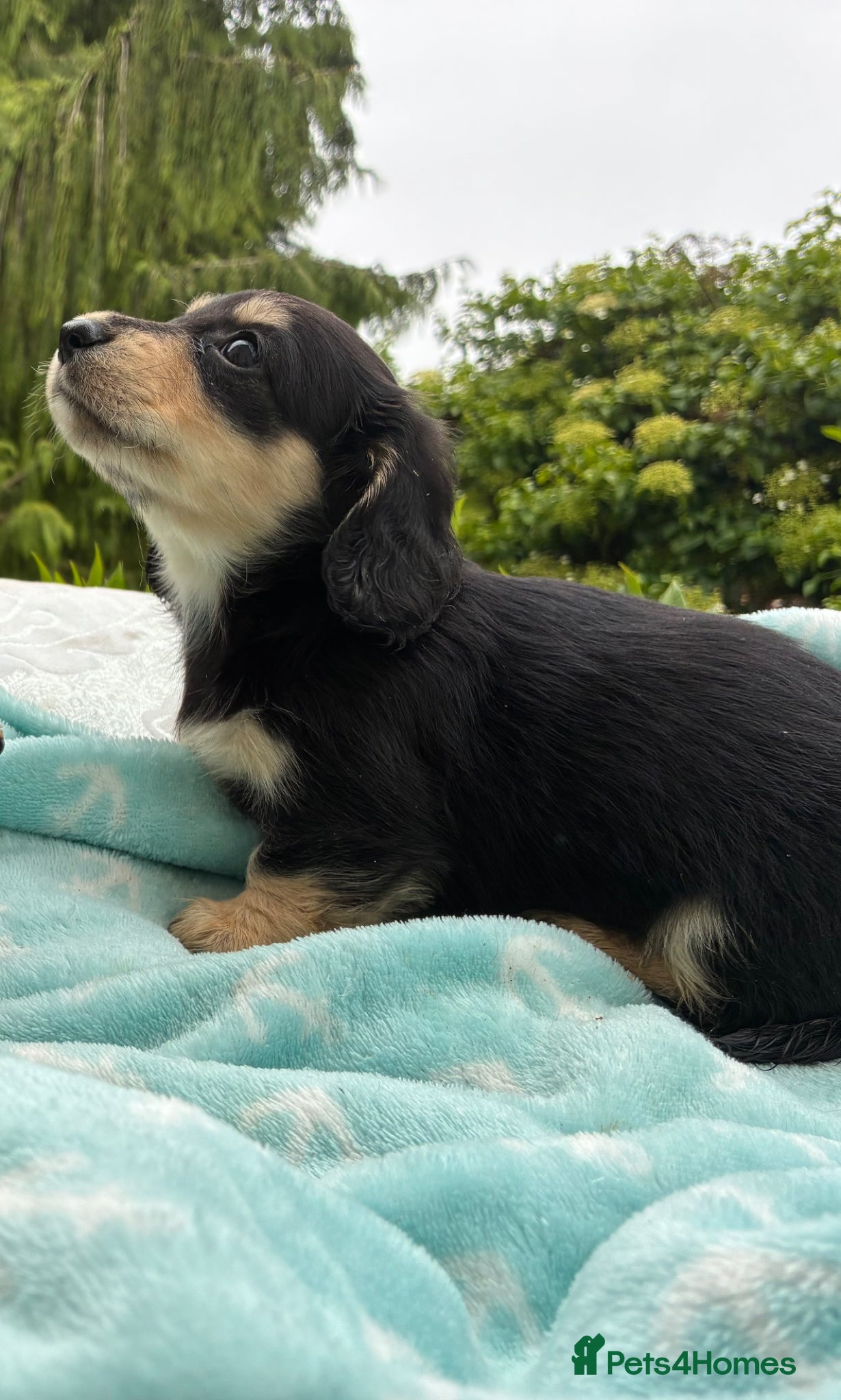 Miniature Dachshund dogs GORGEOUS KC reg PRA CLEAR MINI DACHSHUND PUPPIES - Advert 2