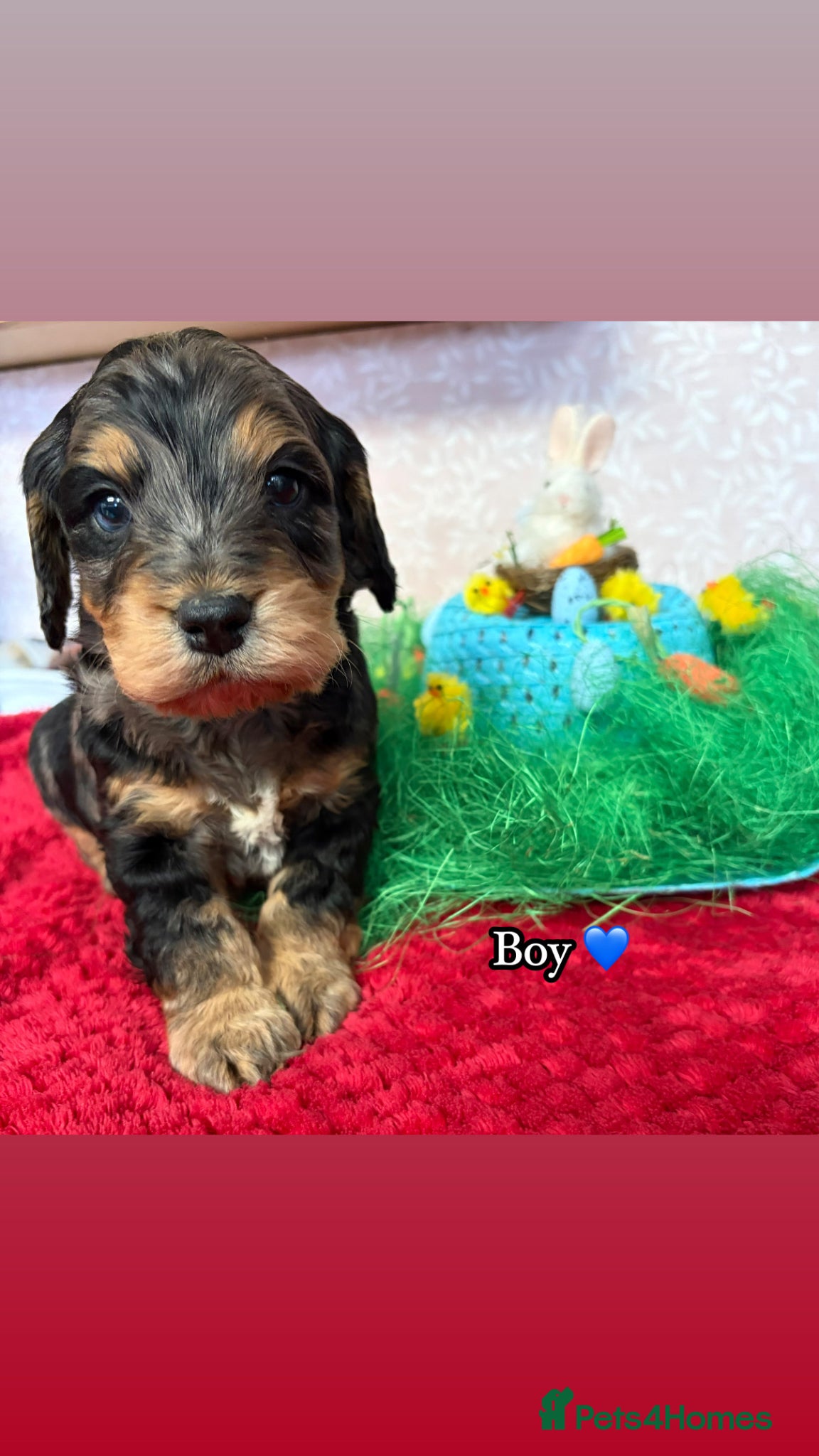 Cockapoo dogs 🌸 Stunning Multicoloured Cockapoos💙 - Advert 1