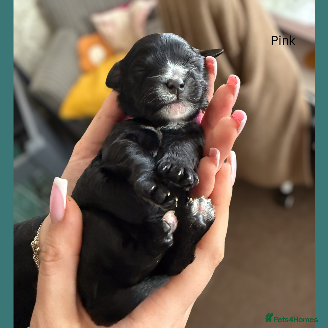 Cavapoo dogs for sale: Our last beautiful F1 Cavapoo is available! - Image 9