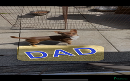 Mixed Breed dogs for sale: Chihuahua/Jack Russell puppies - Image 7