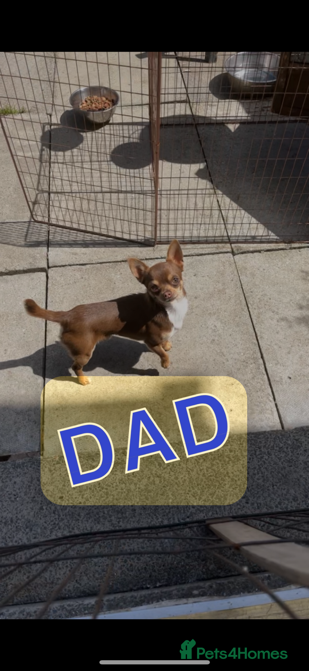 Mixed Breed dogs for sale: Chihuahua/Jack Russell puppies - Image 7