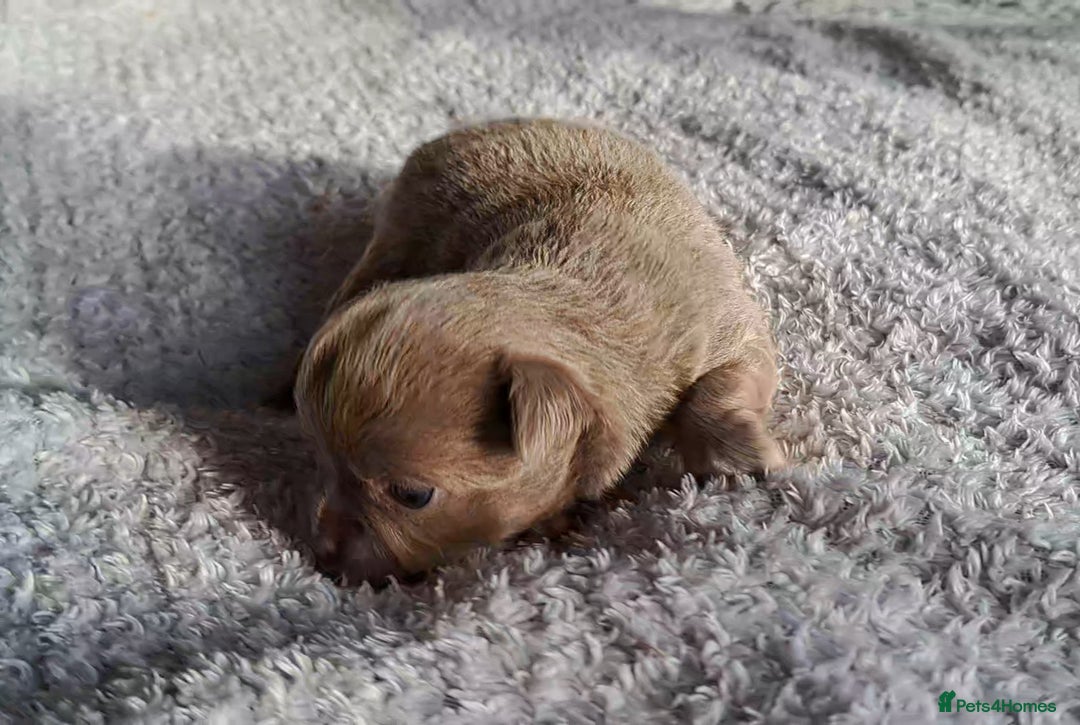 Chihuahua dogs for sale: Long Coat Chihuahua Puppies for Sale - Advert 12