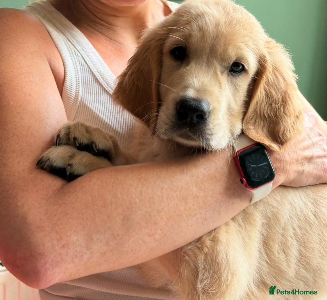 Golden Retriever dogs GORGEOUS GOLD BOUNCY CHUNKY PUP - Advert 1