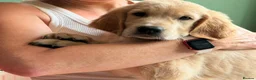 Golden Retriever dogs for sale: GORGEOUS GOLD BOUNCY CHUNKY PUP in Telford - Advert 1