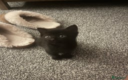 Persian cats for sale: Half Persian Kittens  - Image 17