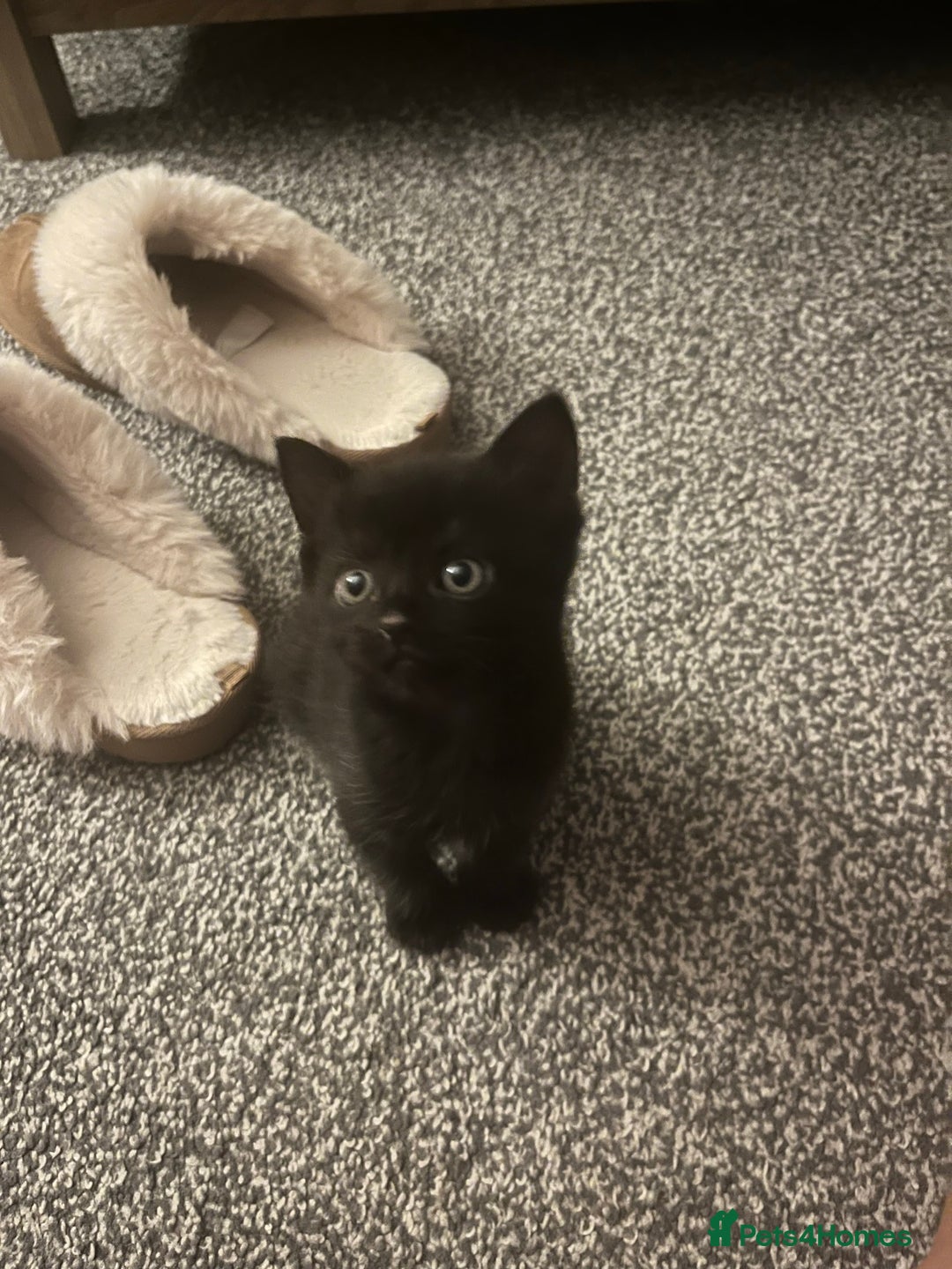 Persian cats for sale: Half Persian Kittens  - Image 17