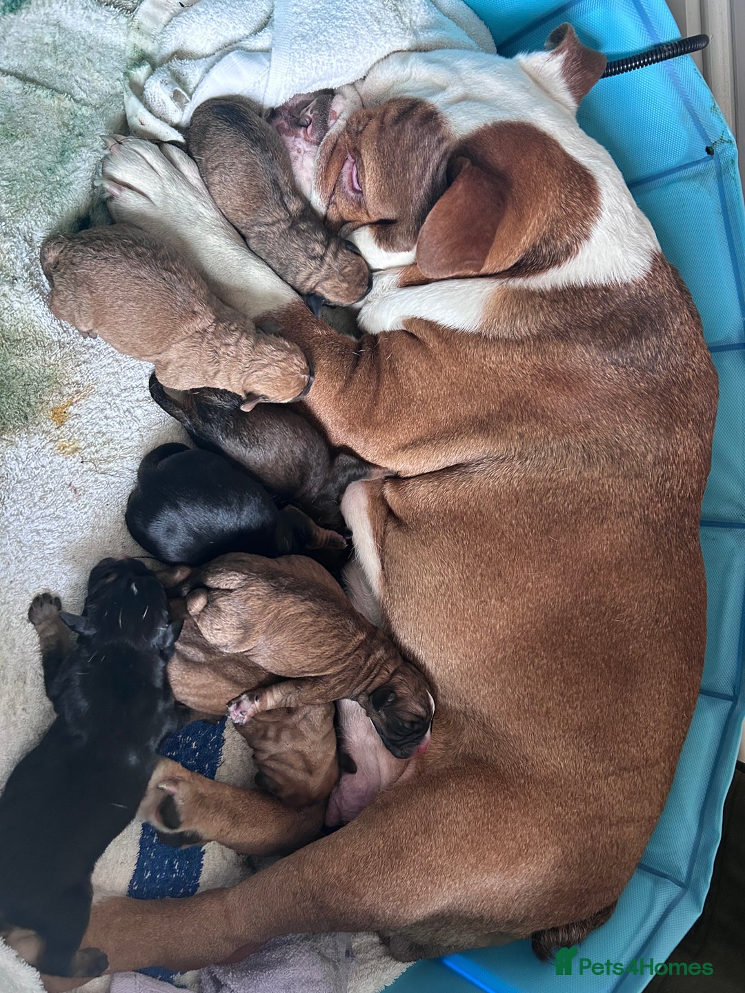 Mixed Breed dogs for sale: 5month old mixed breed  - Image 6
