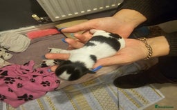 Mi-Ki dogs for sale: Mi-ki beautiful puppies arrived  - Image 12